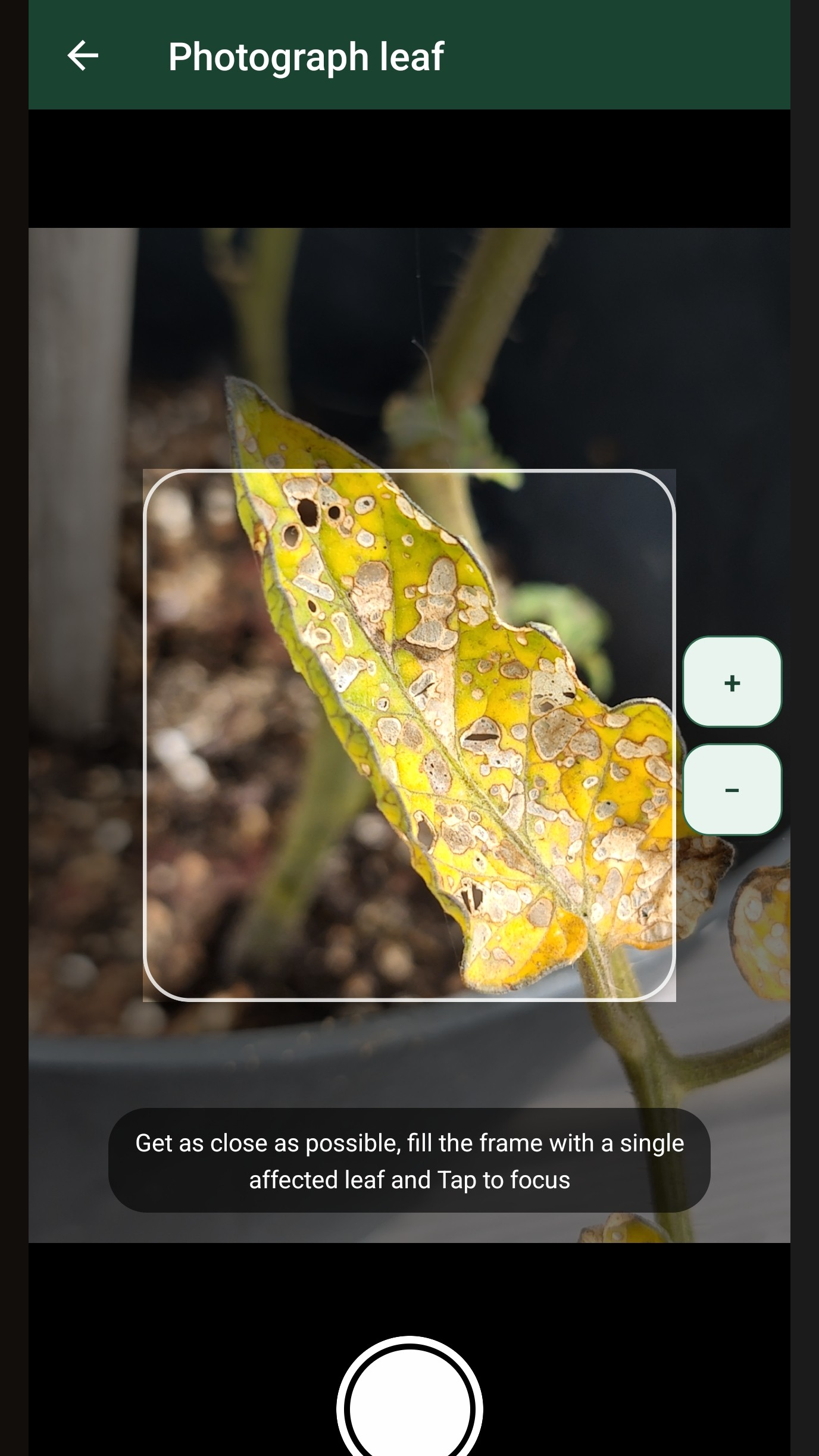 Camera viewfinder with a leaf filling the frame ready for disease diagnosis