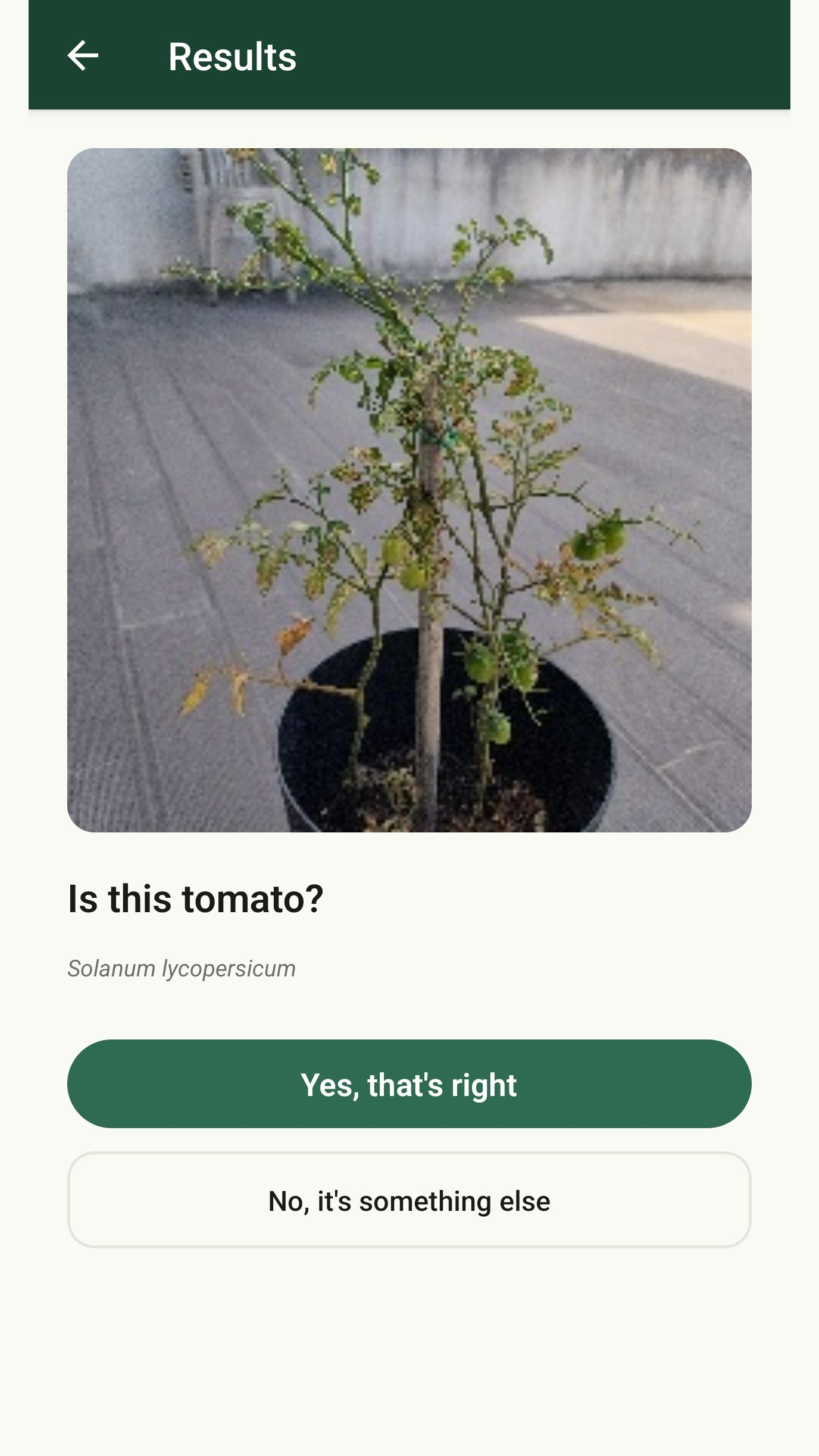 Identification result screen showing 'Is this tomato?' with Yes and No buttons to confirm or reject the camera's reading